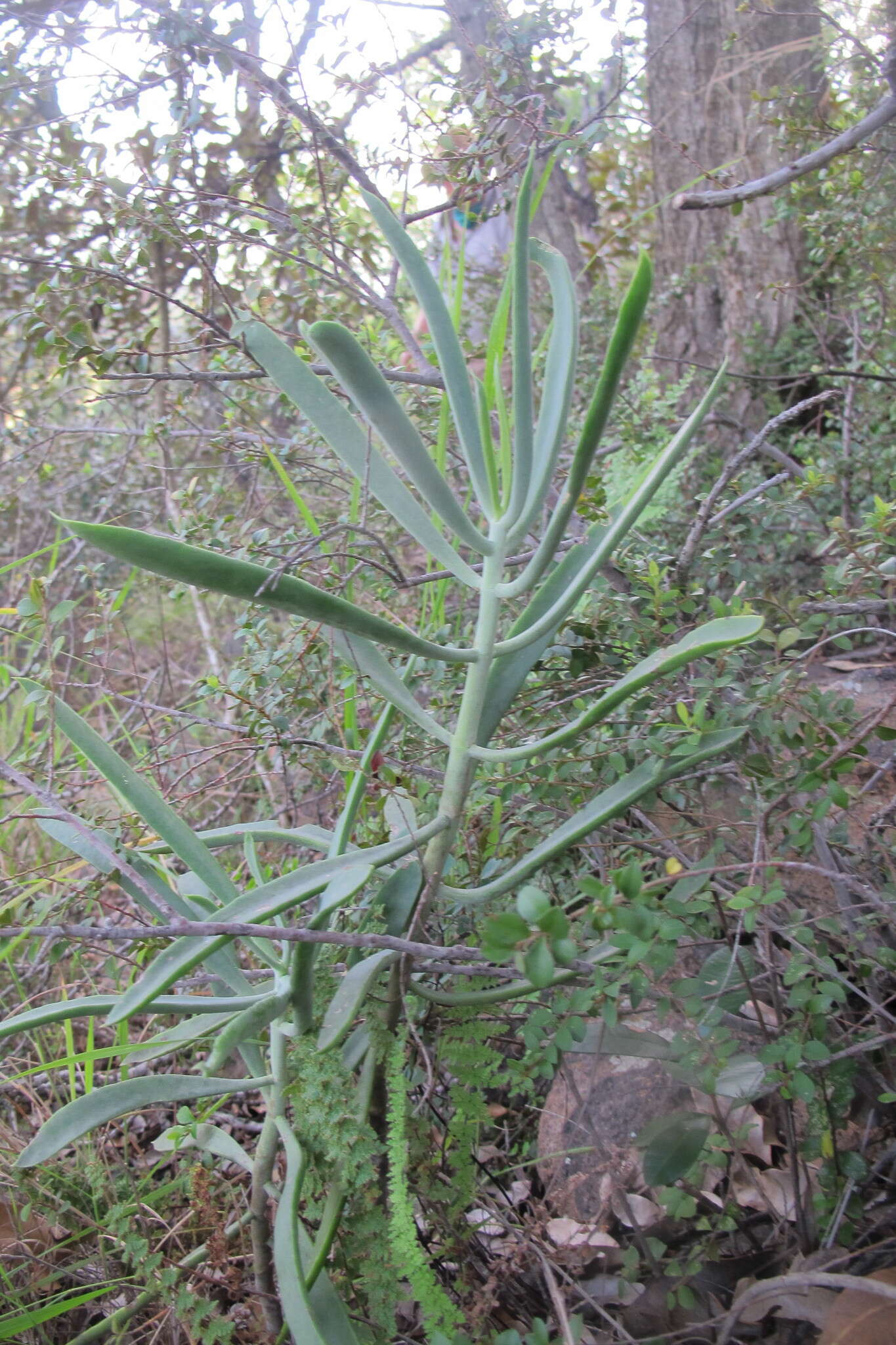 Imagem de Cotyledon barbeyi Schweinf. ex Penzig