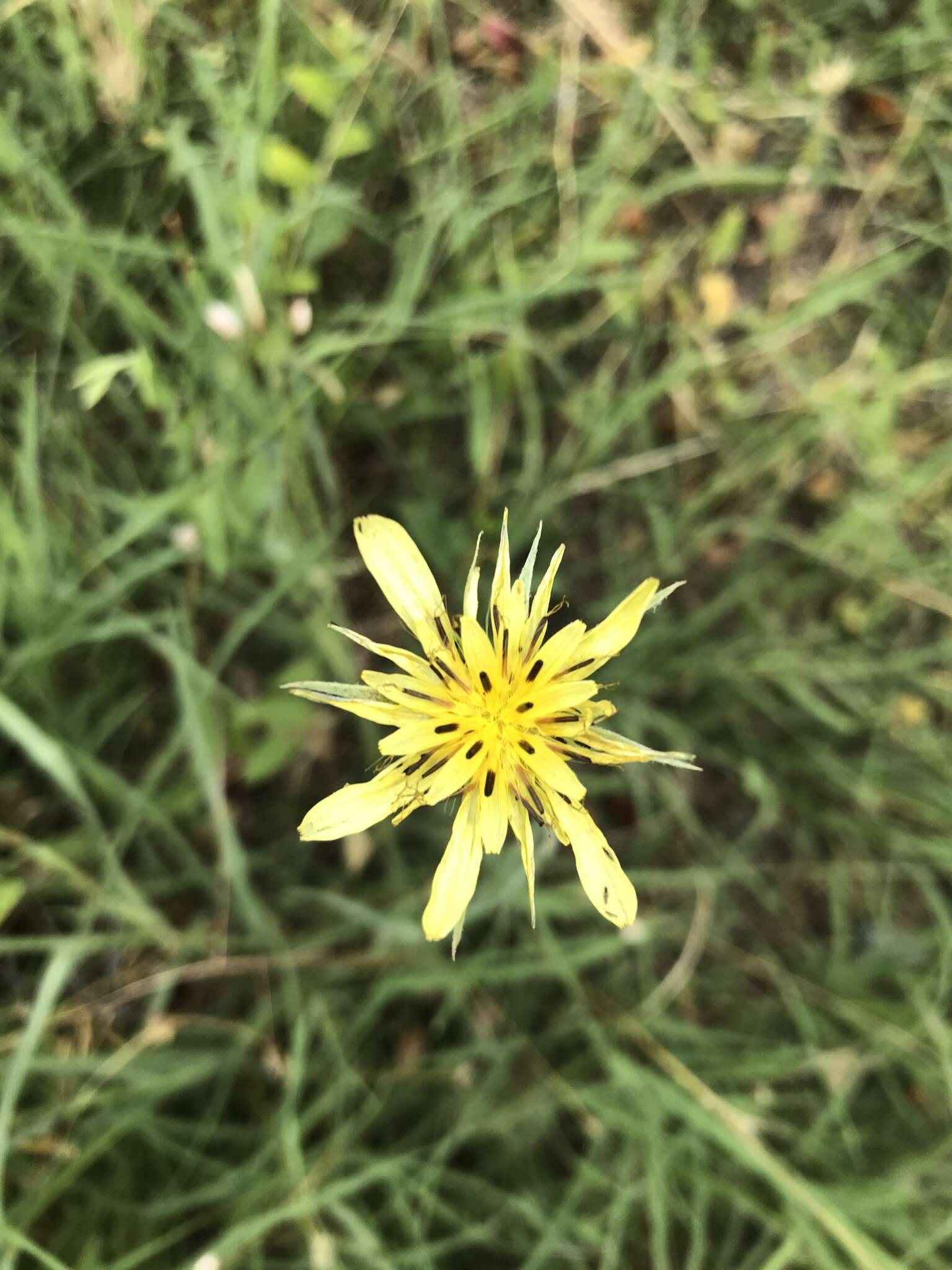 Image of Tragopogon graminifolius DC.