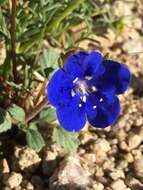 Image of Charlotte's phacelia