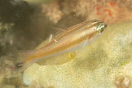 Image of Moluccan cardinalfish