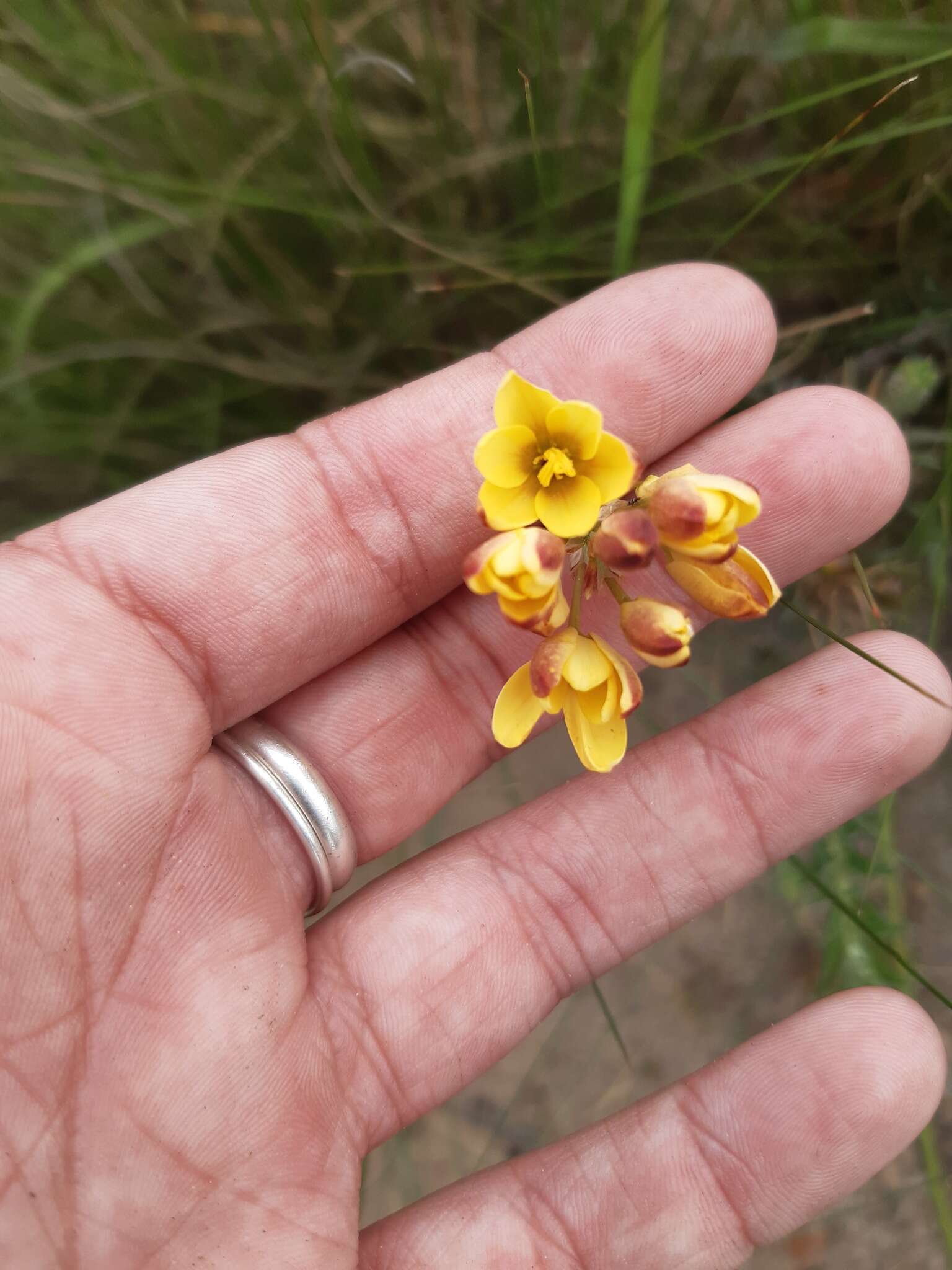 Image of Ixia dubia Vent.