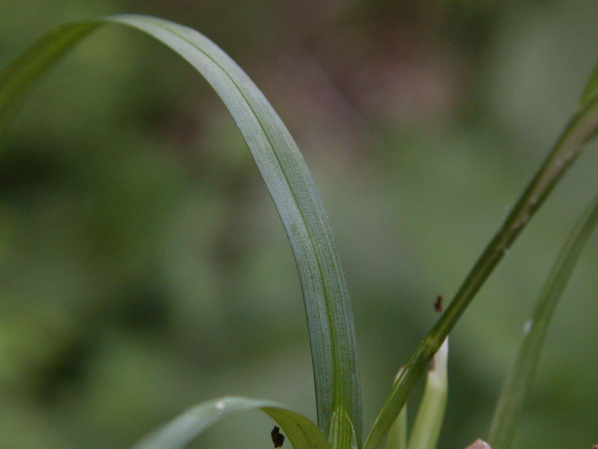 Image of spreading sedge