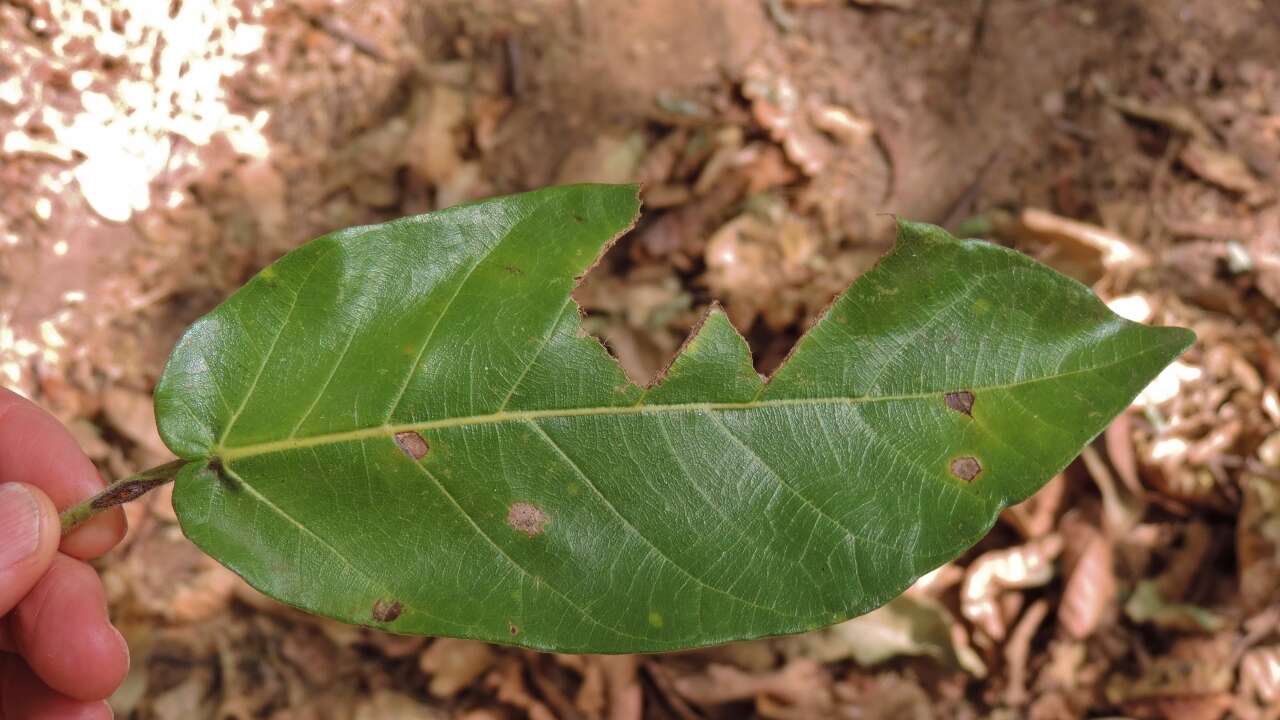 Image of Ficus bussei Warb. ex Mildbr. & Burret