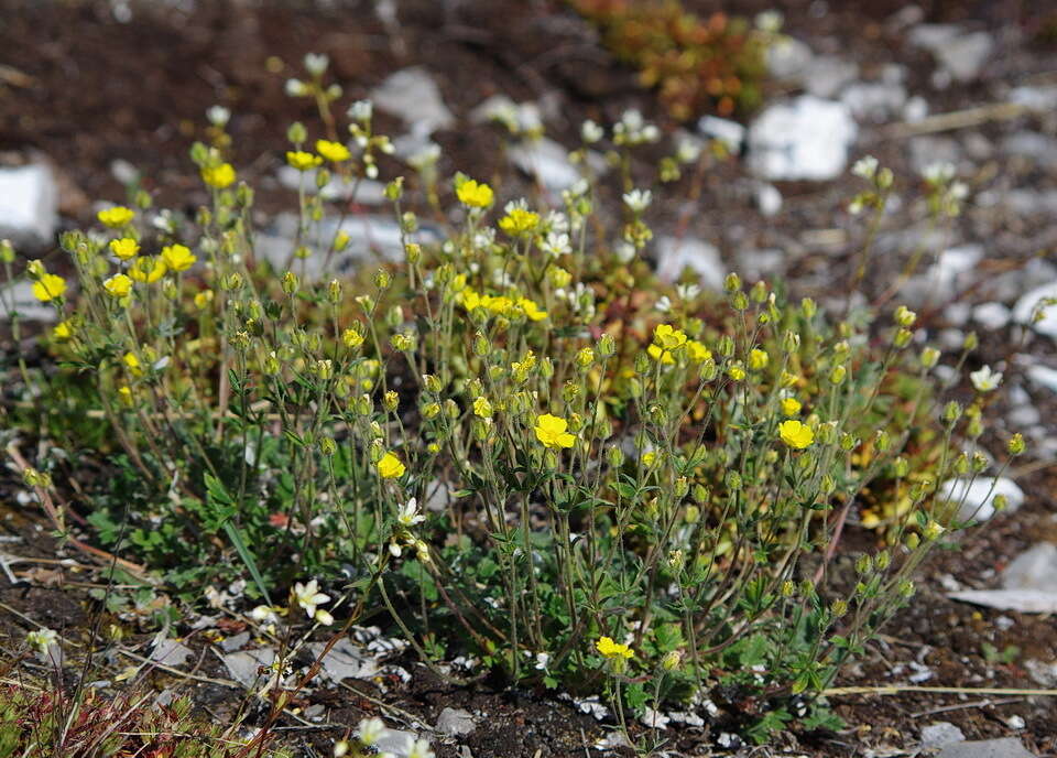 Image of Potentilla hyparctica Malte