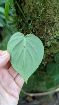 Image of heartleaf philodendron