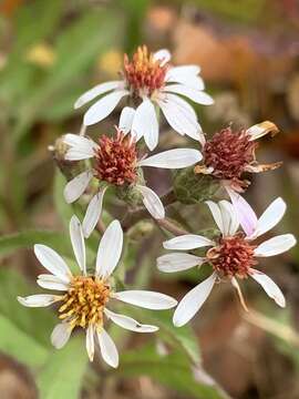 Image de Eurybia radulina (A. Gray) G. L. Nesom