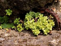 Sivun Sedum formosanum N. E. Br. kuva