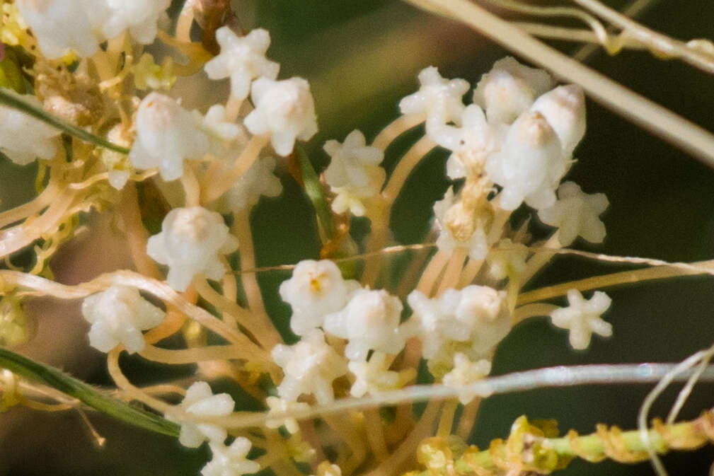 Imagem de Cuscuta tuberculata T. S. Brandegee