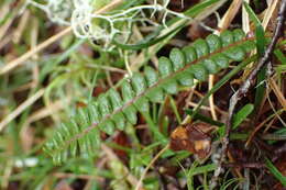 Image de Austroblechnum penna-marina subsp. penna-marina