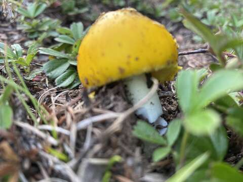 Imagem de Amanita elongata Peck 1909