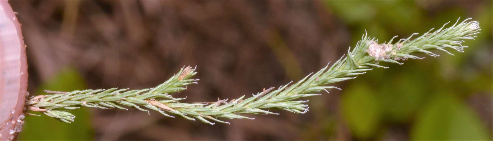 Image de Selaginella arenicola subsp. riddellii (Van Eselt.) B. Tryon