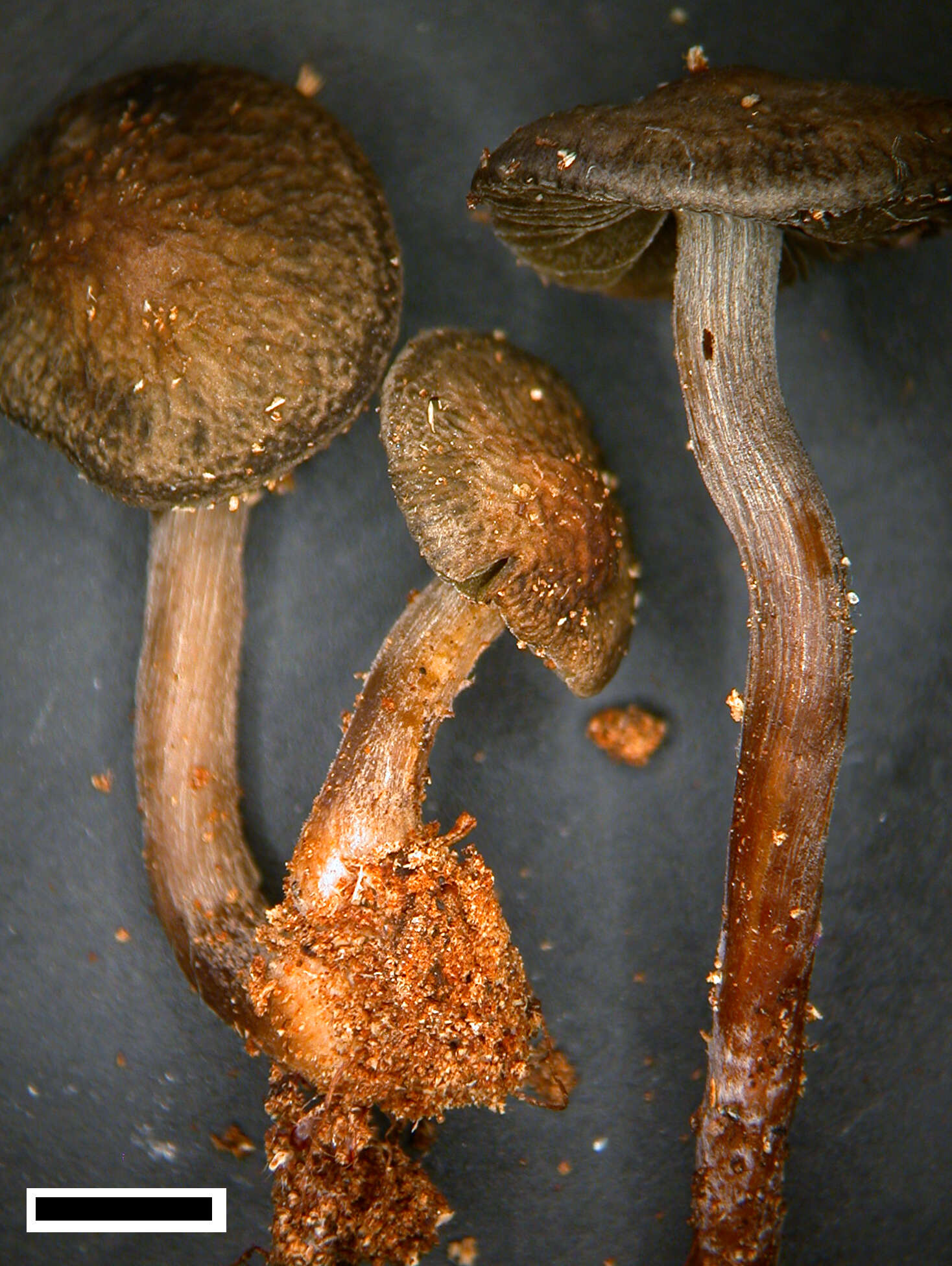 Sivun Psathyrella fimbriata (A. M. Young) Ew. Gerhardt 1996 kuva