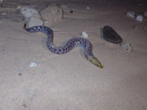 Image of Fimbriated moray