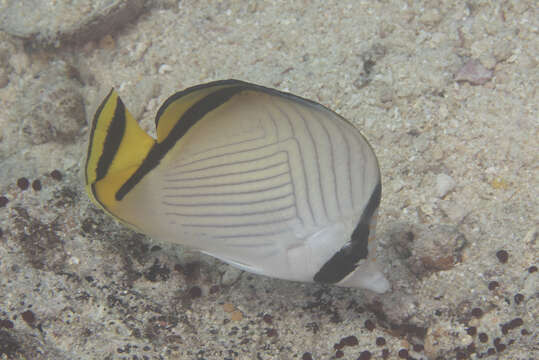 Image of Butterfly fish