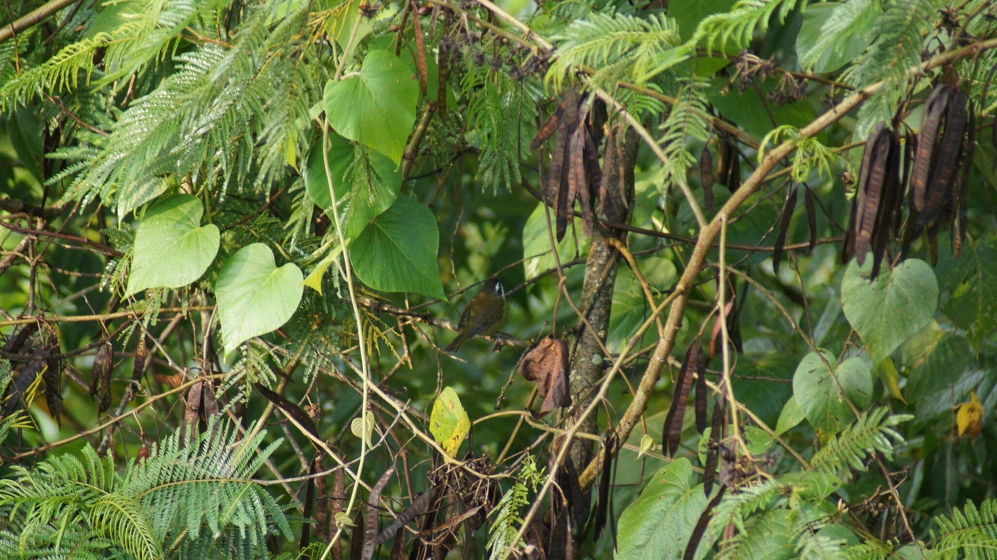 Слика од Chlorospingus flavopectus (Lafresnaye 1840)