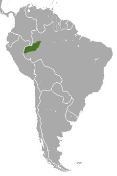Image of <i>Callicebus regulus</i> Thomas 1927