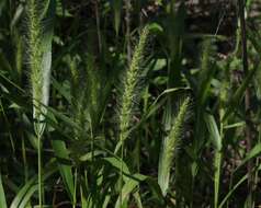 Image of Grisebach's bristlegrass