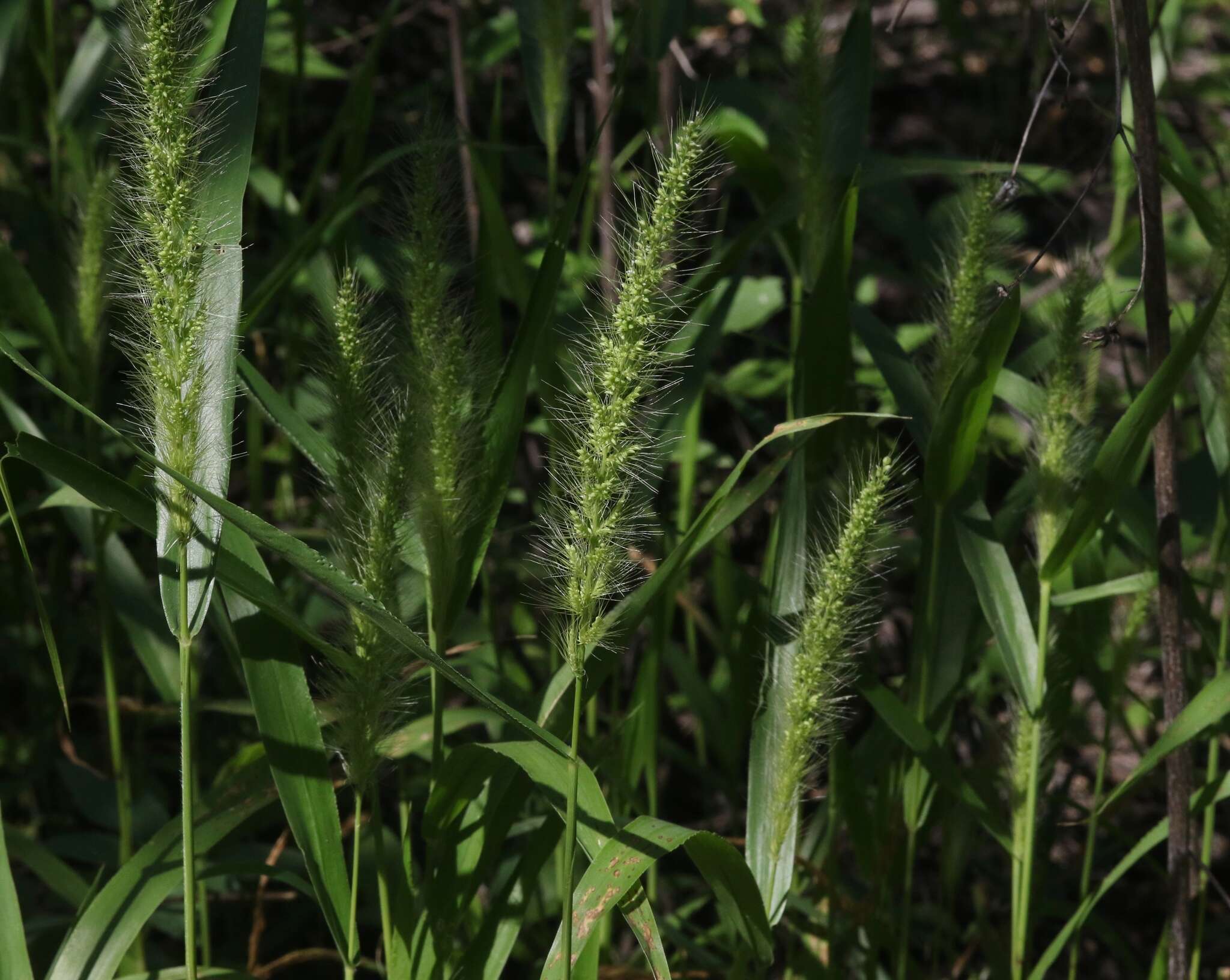 Image of Grisebach's bristlegrass