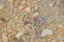 Image of Ranunculus paucifolius T. Kirk