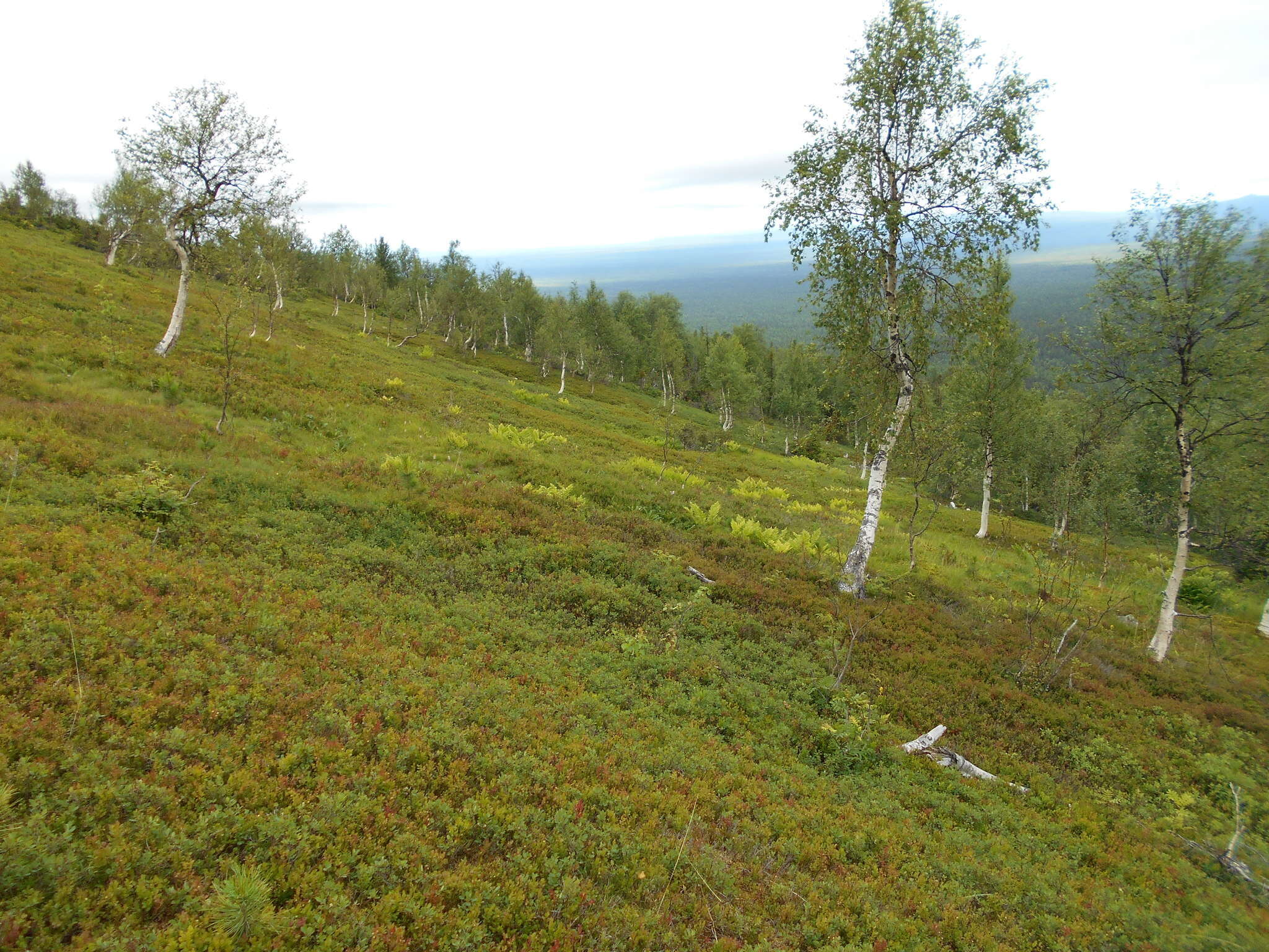 Image of Brown Birch