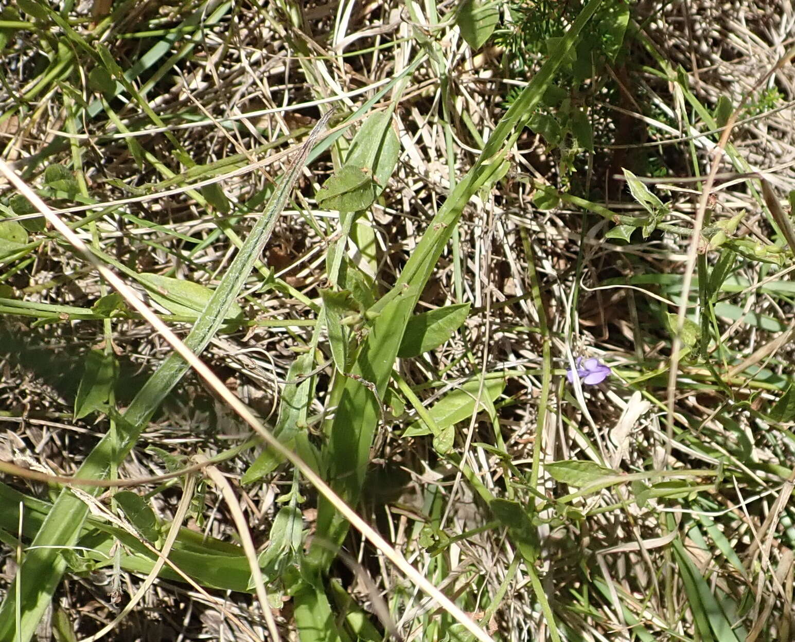 Psoralea plauta C. H. Stirt. resmi