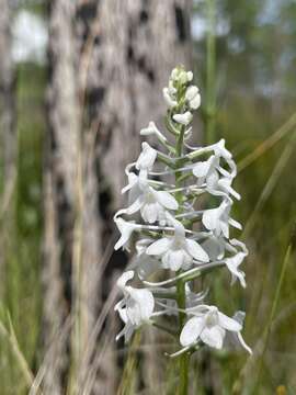 Image of Snowy orchid