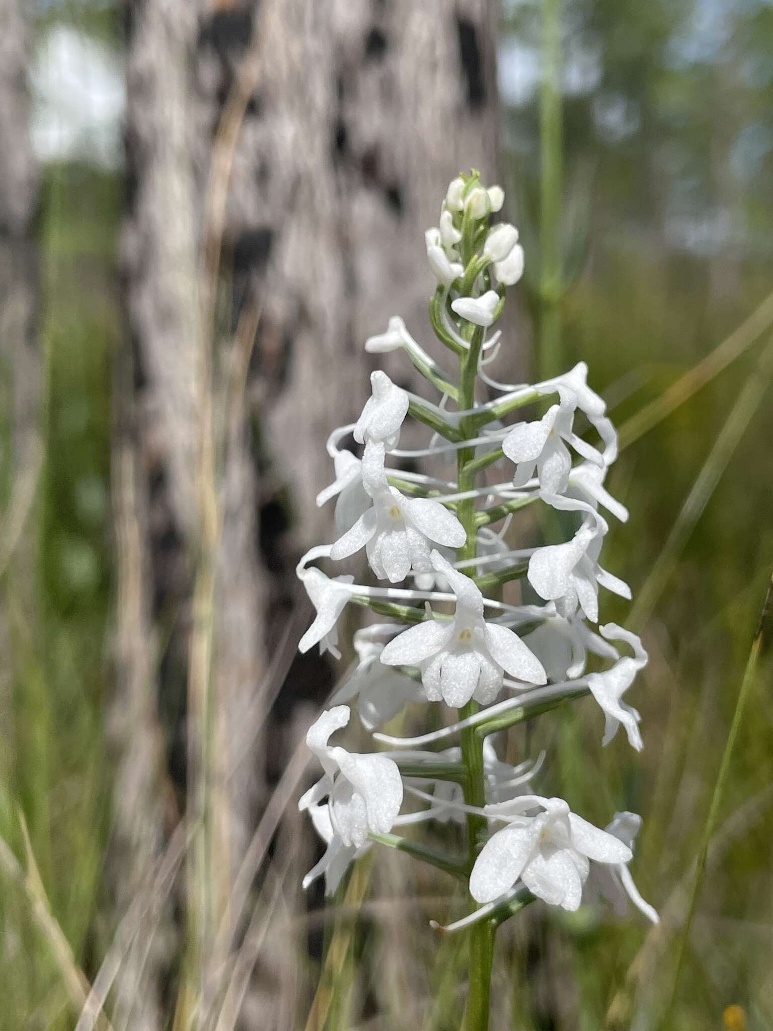 Image de Platanthera nivea (Nutt.) Luer