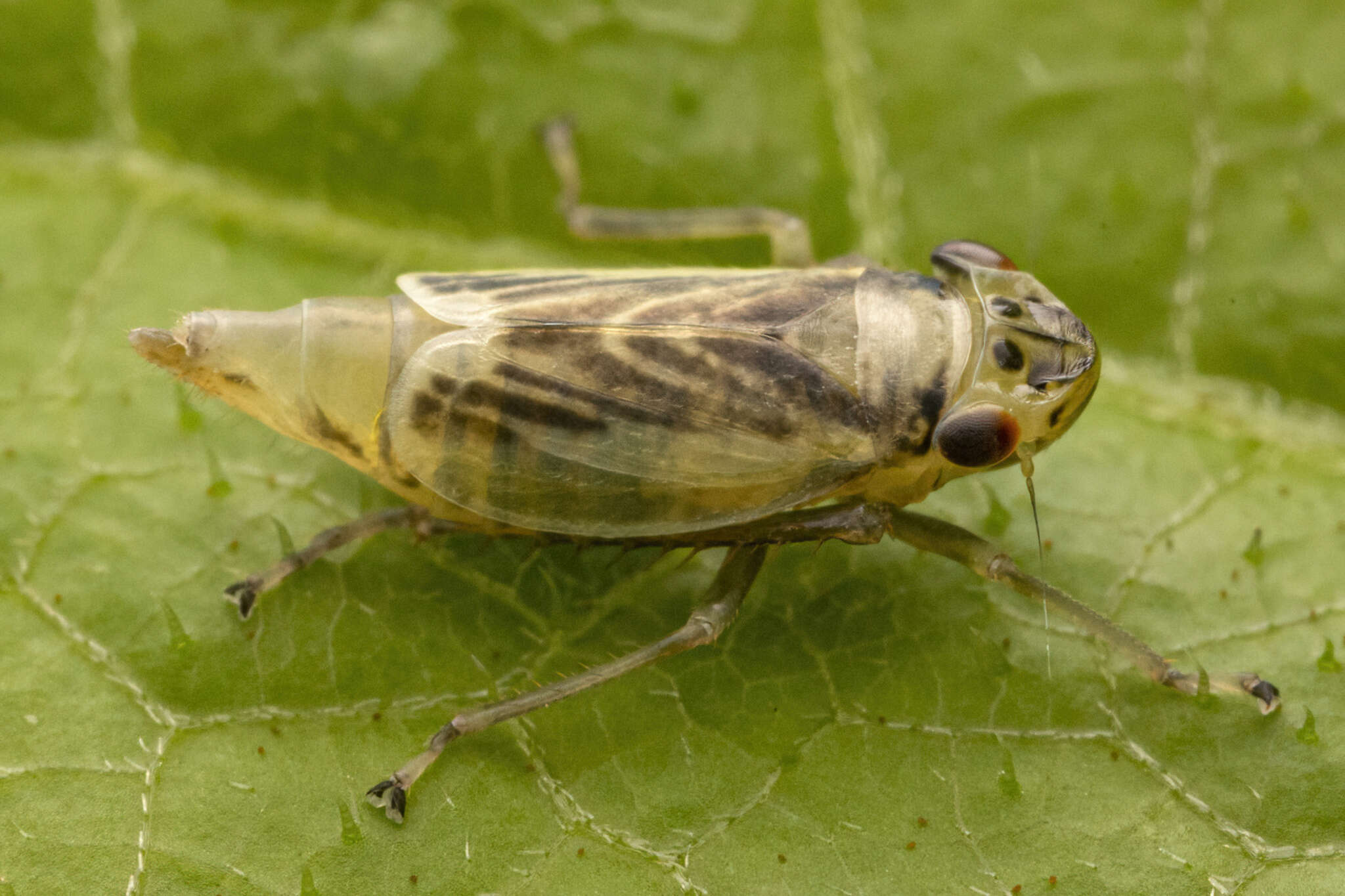 Plancia ëd Evacanthus chlamidatus Hamilton 1983