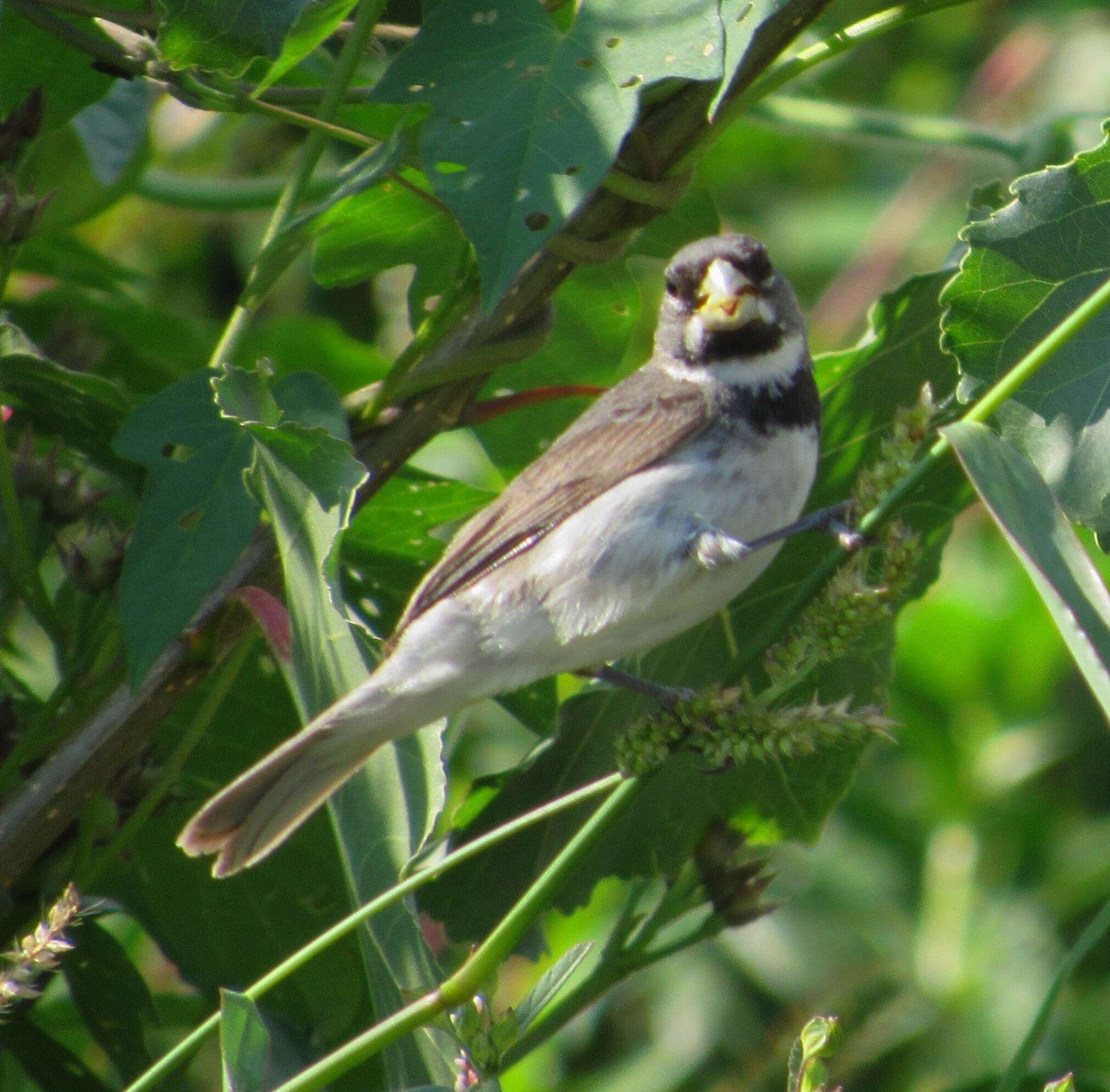 صورة Sporophila caerulescens (Vieillot 1823)