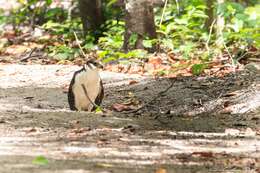 Image of Collared Forest Falcon