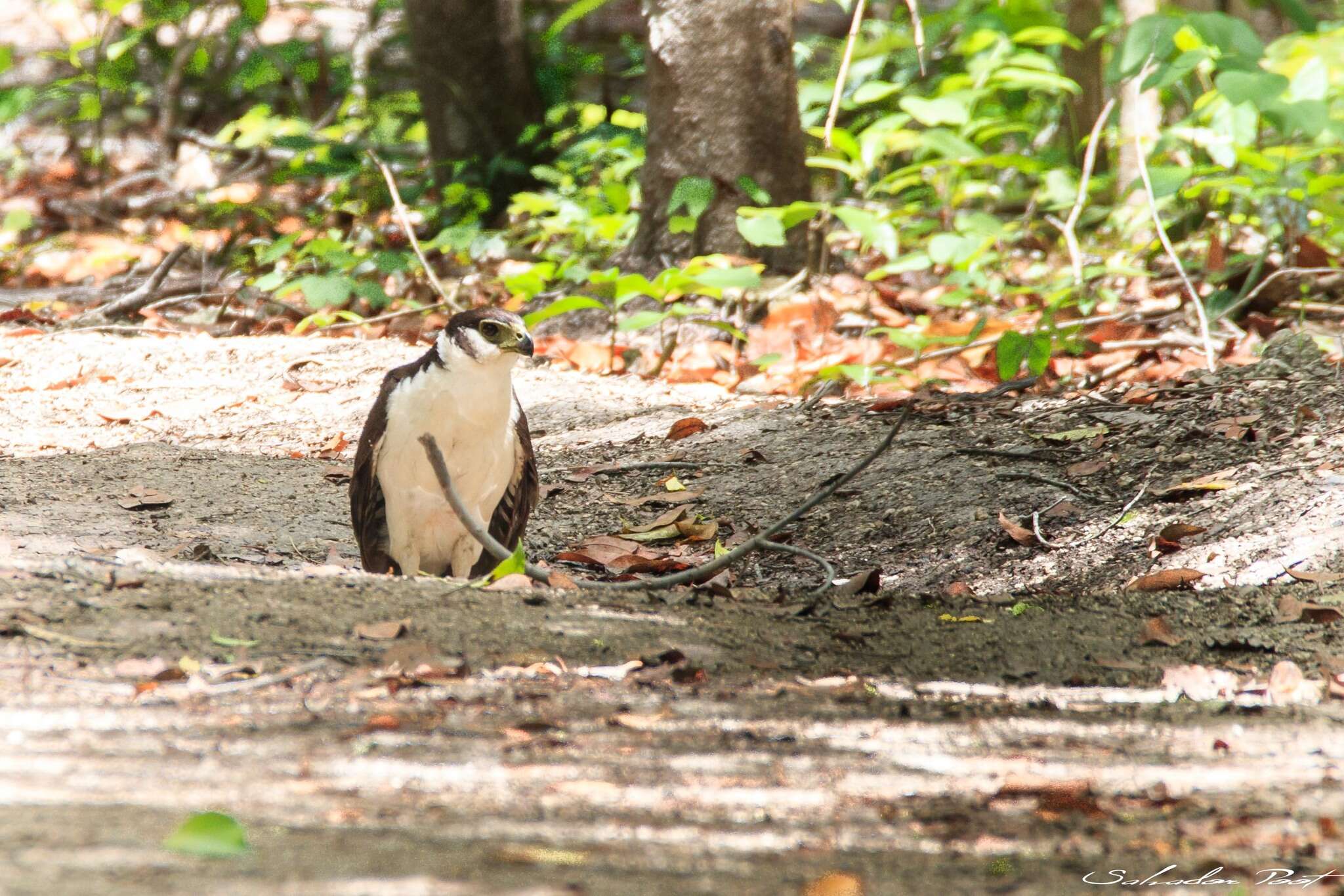 Image of Collared Forest Falcon