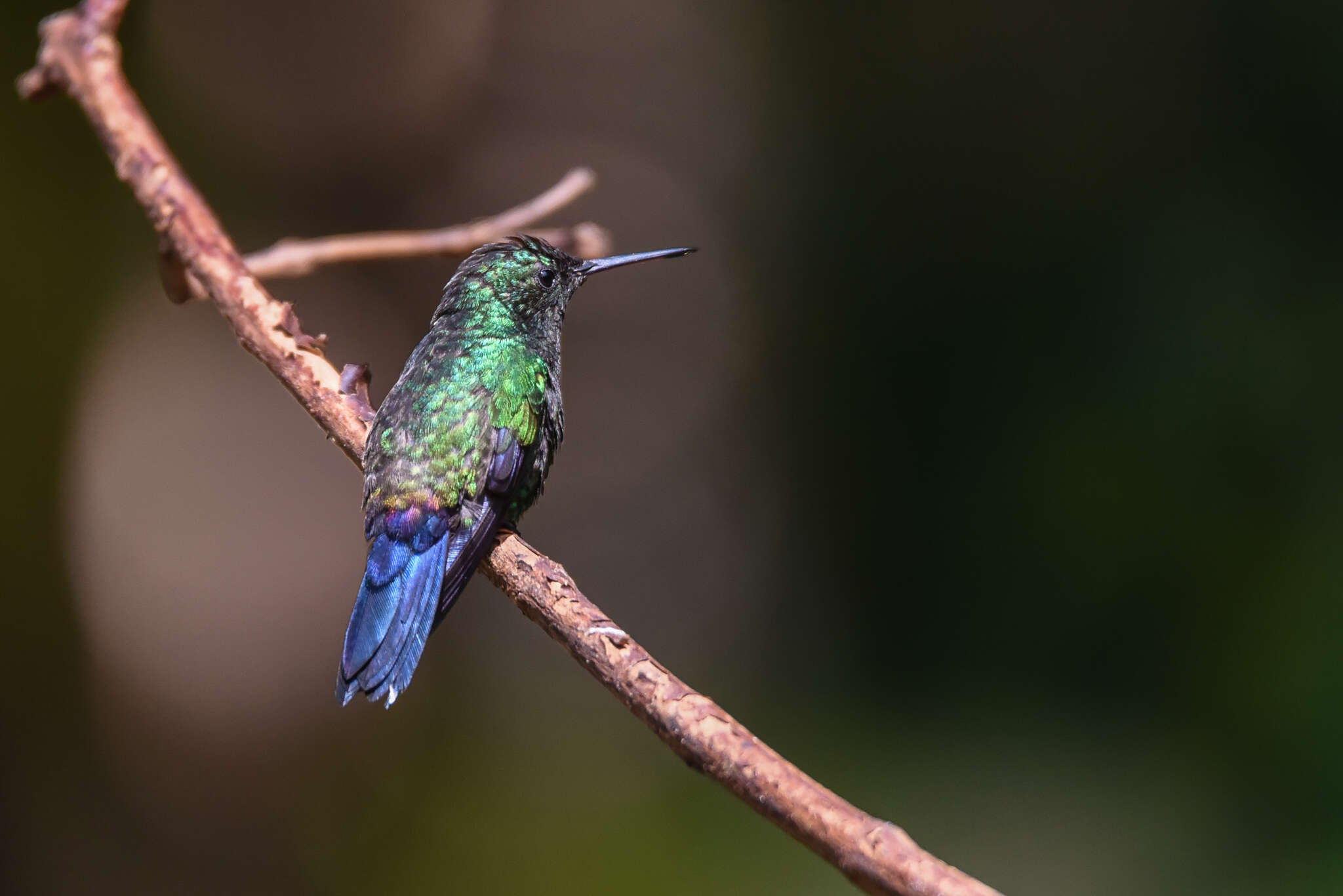 Image of Blue-vented Hummingbird