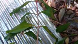 Image of Coffea boiviniana (Baill.) Drake