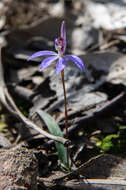 Image of Eastern tiny blue china orchid