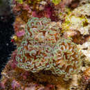 Image of Branching Anchor Coral