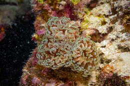 Image of Branching Anchor Coral