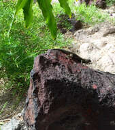 Sceloporus occidentalis longipes Baird 1858 resmi