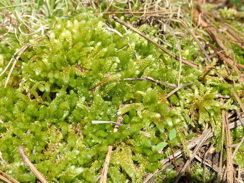 Image of bryoandersonia moss