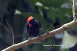 Image of Red-headed Malimbe