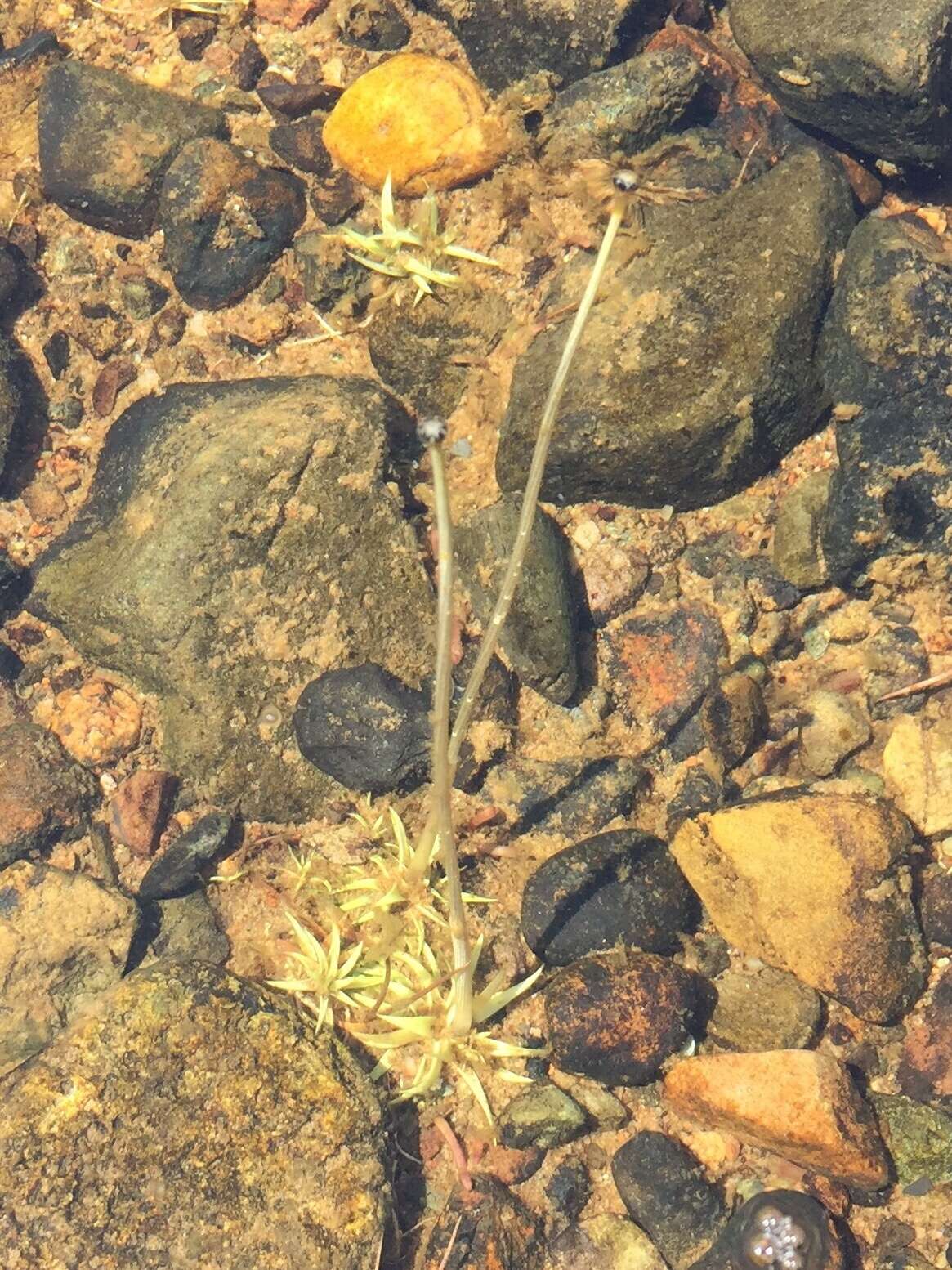 Sivun Eriocaulon aquaticum (Hill) Druce kuva