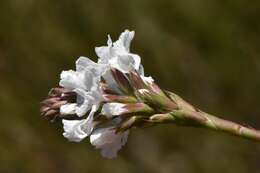 صورة Sphenotoma gracilis (R. Br.) Sweet