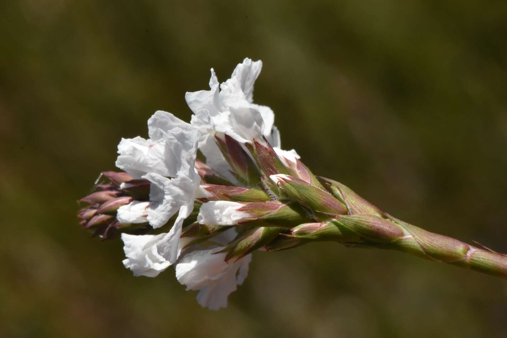 Image of Sphenotoma gracilis (R. Br.) Sweet