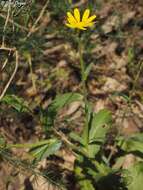 صورة Heteranthemis viscidehirta Schott