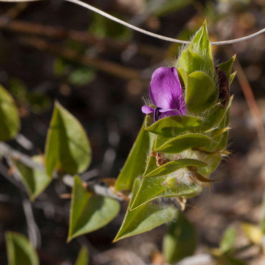 Imagem de Psoralea imbricata (L. fil.) T. M. Salter