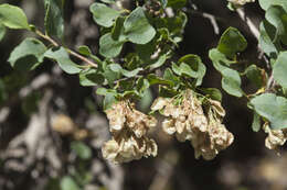 Image of Atraphaxis pyrifolia Bunge