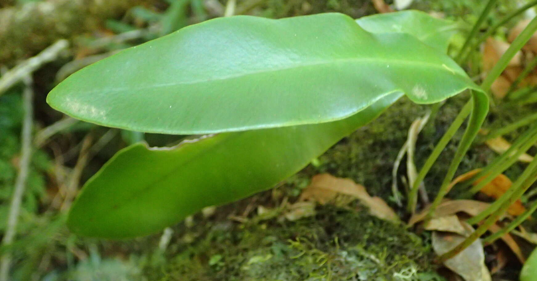 Image of Elaphoglossum acrostichoides (Hook. & Grev.) Schelpe