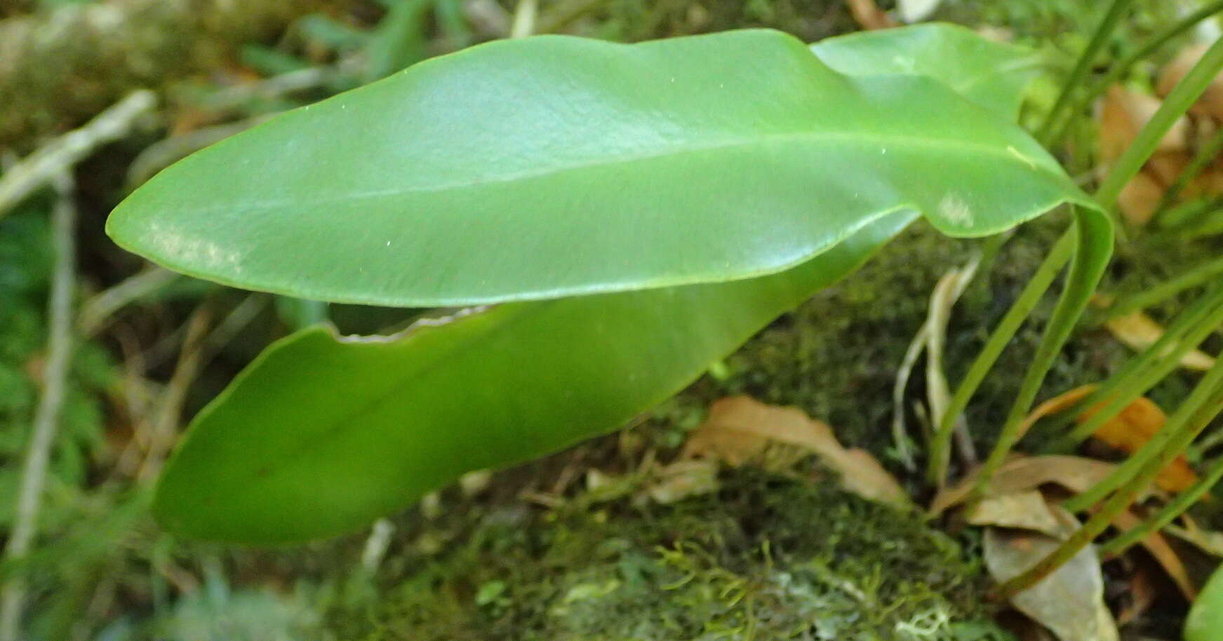 Image de Elaphoglossum acrostichoides (Hook. & Grev.) Schelpe