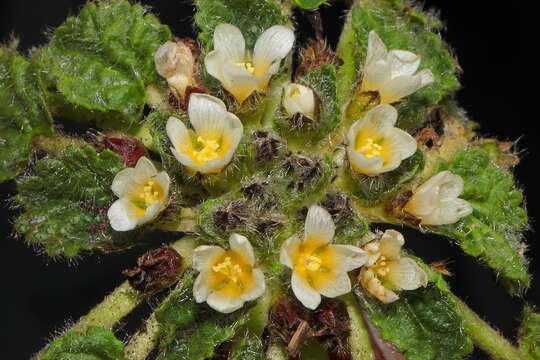 Слика од Acaulimalva crenata (A. W. Hill) Krapov.