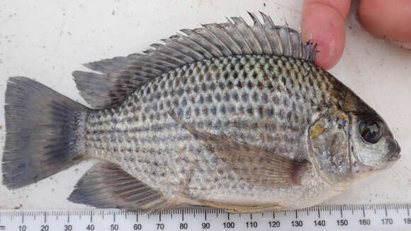 Image of Greenhead Tilapia