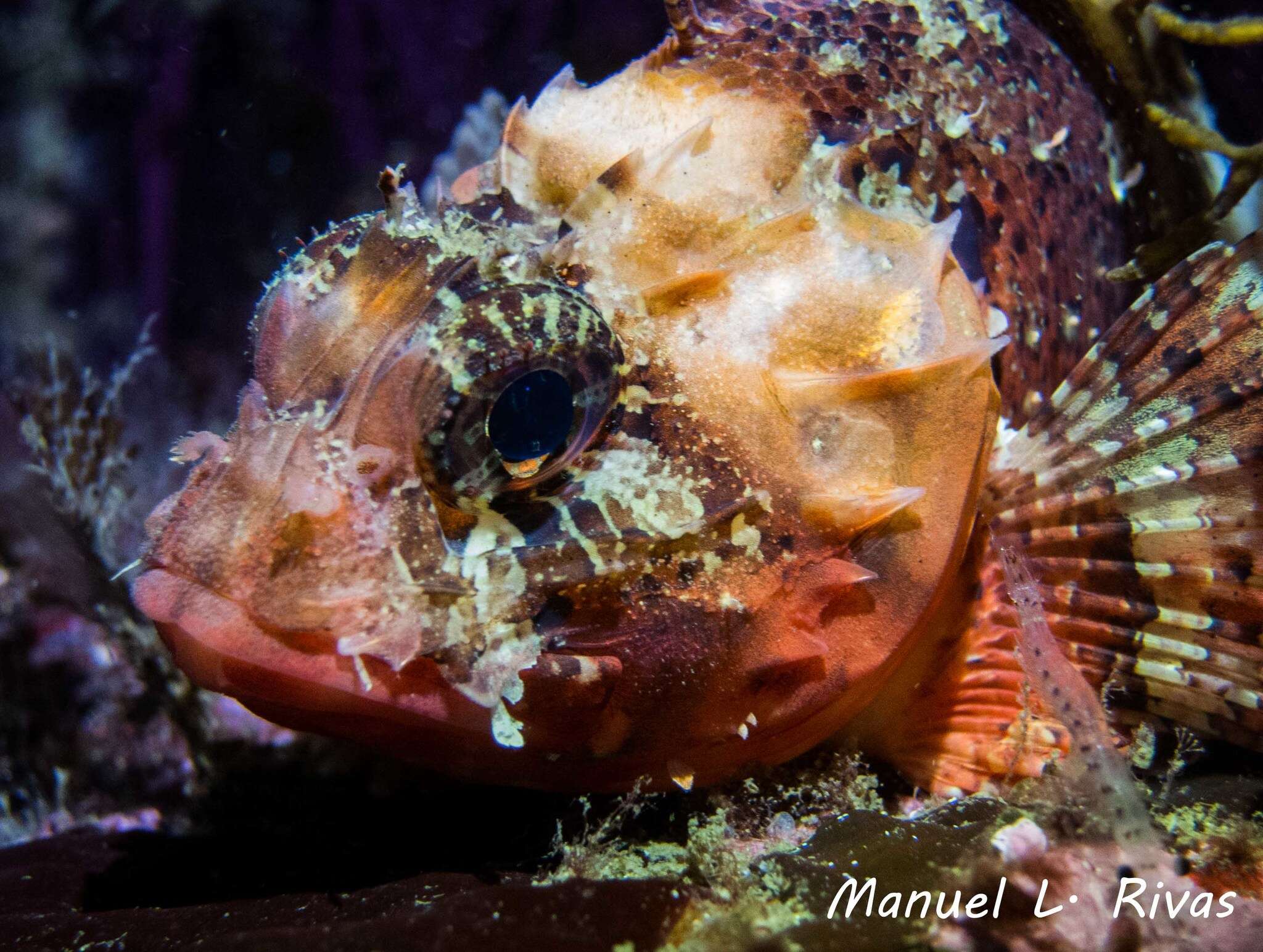 Image of Red Scorpionfish